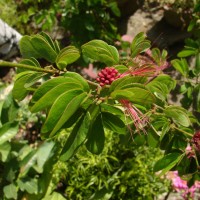 <i>Calliandra tergemina</i>  var.  emarginata  (Humb. & Bonpl. ex Willd.) Barneby